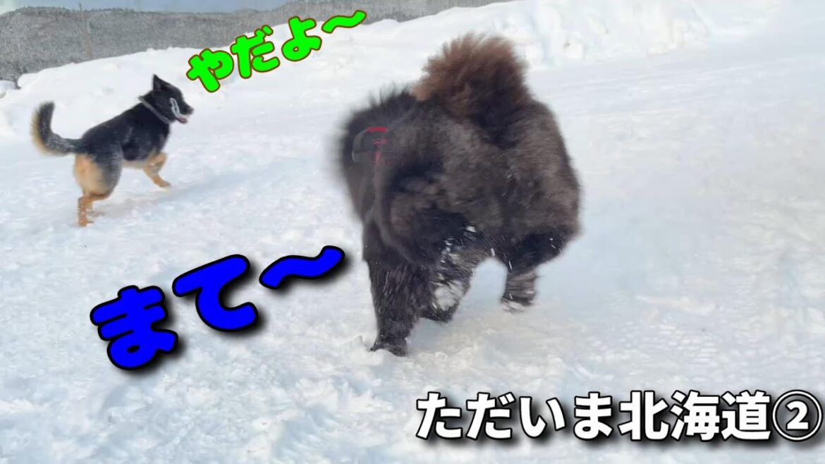 追いかけるチャウチャウ逃げるシェパード【雪の中で大暴れ～WWW】