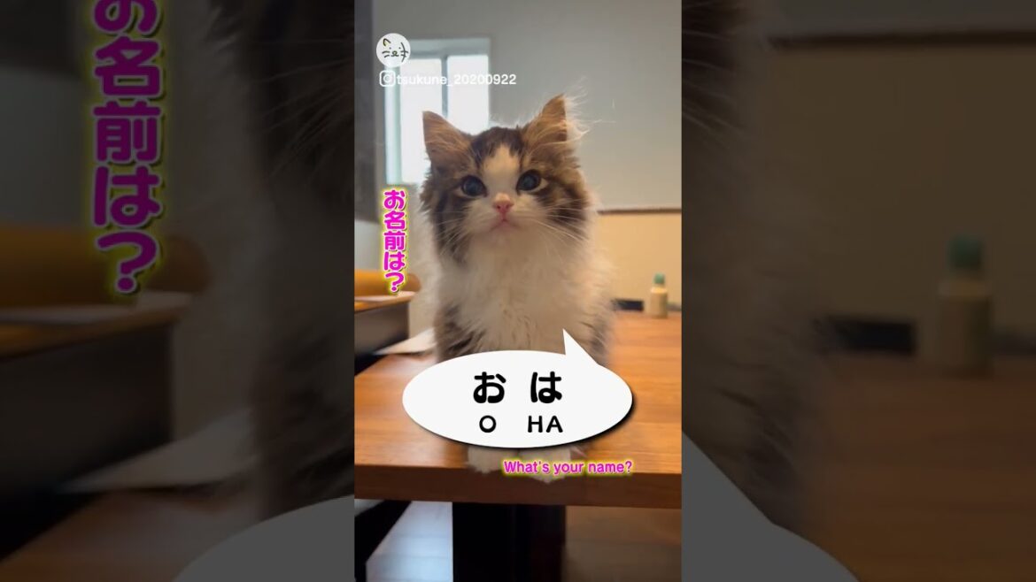 自分の名前を喋る猫ちゃん🐈サイベリアンの「おはぎちゃん」！What's your name！ #猫王国 #サイベリアン