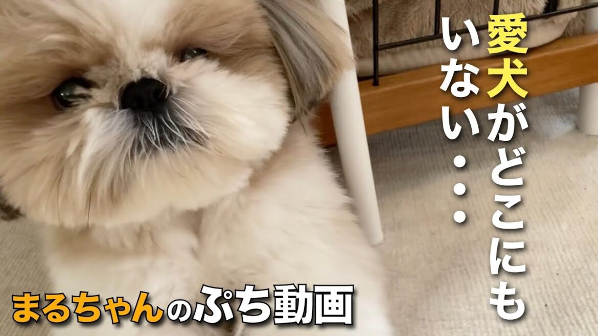 【シーズー】まるちゃんのプチ動画　〜愛犬がどこにもいない〜【088】