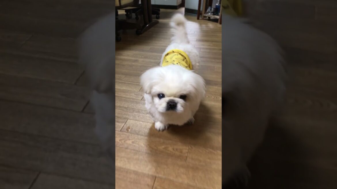 尻尾を振り振りやってくる❤︎  #ペキニーズ  #pekingese