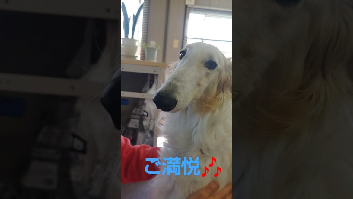 超甘えたちゃん ボルゾイ🐶💖😍　Super sweet Borzoi