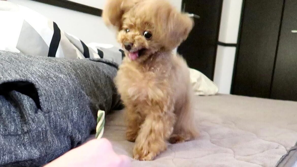 毎日笑いをくれる犬って最高【トイプードルのコロン】