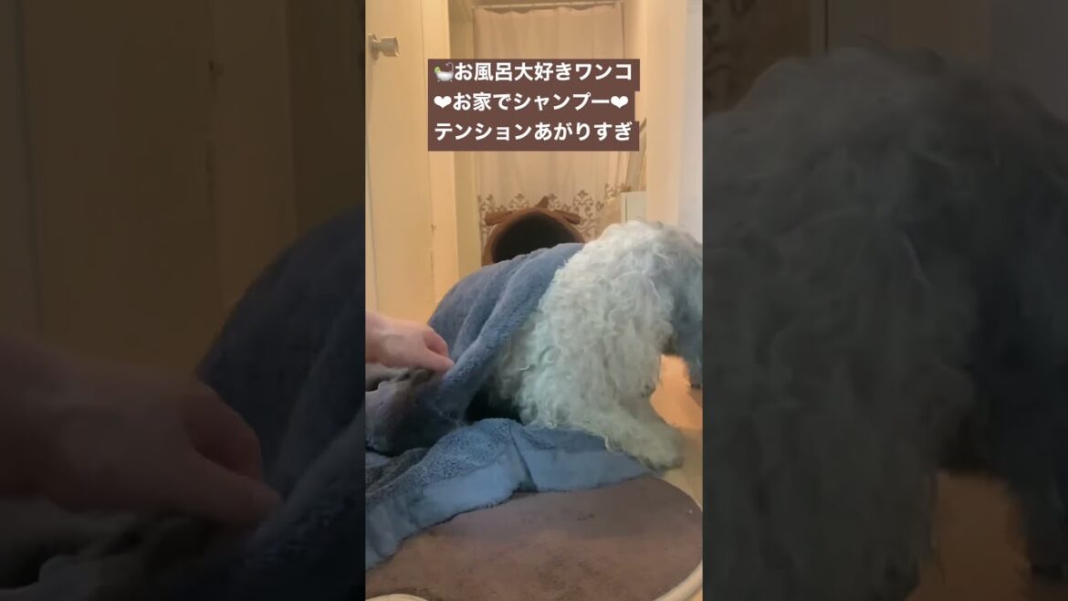 いつもウキウキ❤︎お風呂が大好きな愛犬ぽち❤︎おうちでシャンプーした後はいつもこんなテンションに❤︎