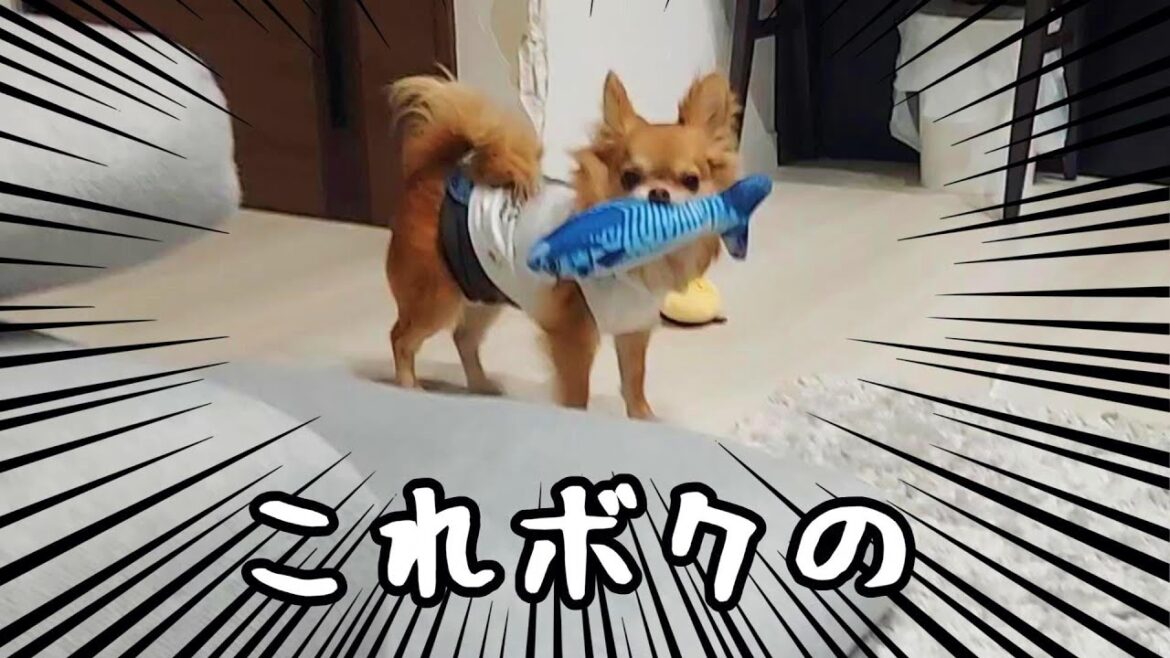 とうとう本気を出すチワワ