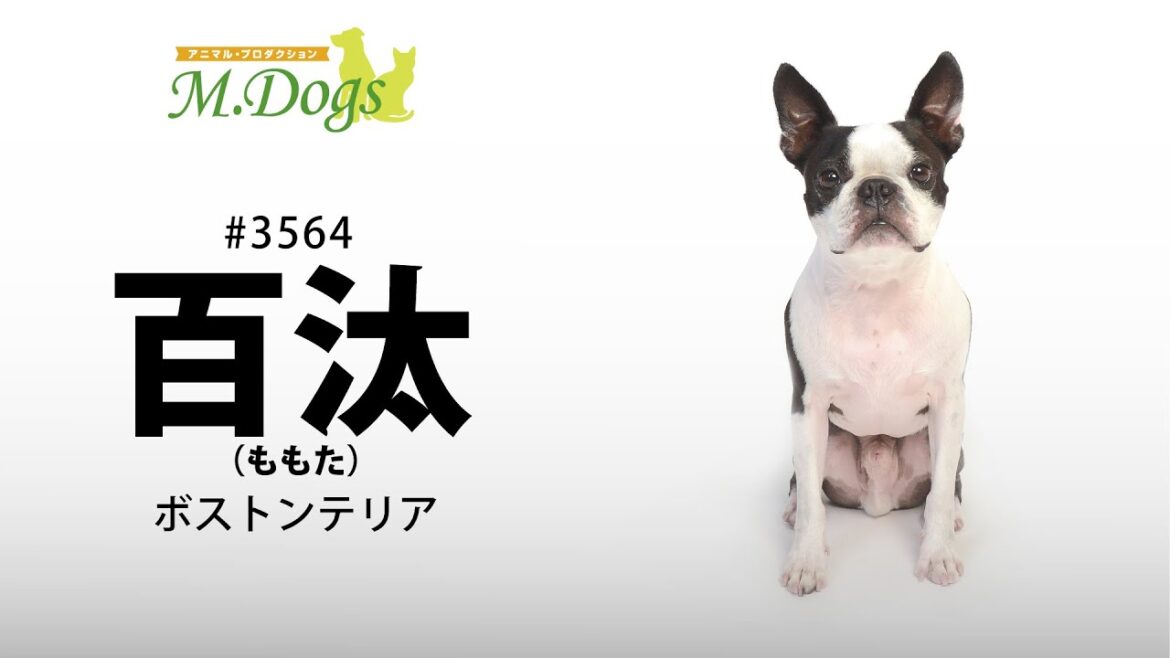 ペットモデル #3564 ボストンテリア「百汰(ももた)」