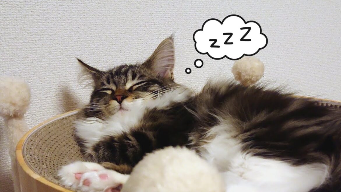 すやすや・・・ハッ!! と気付く瞬間【子猫のメインクーン】