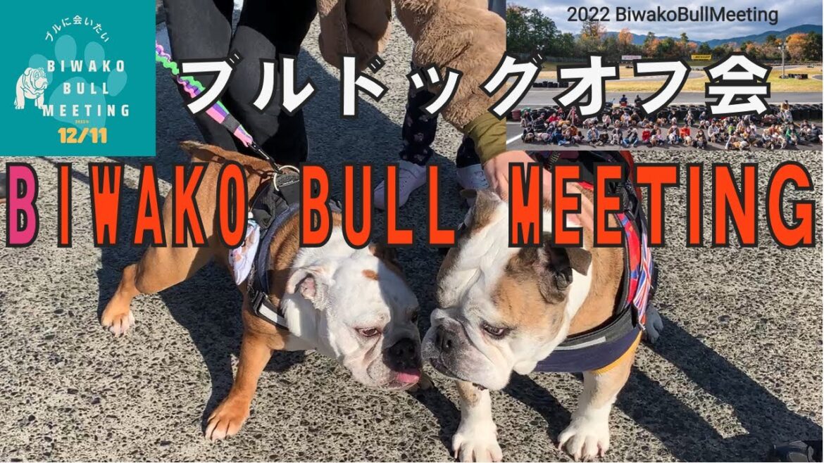 ブルドッグオフ会 「BIWAKO BULL MEETING」
