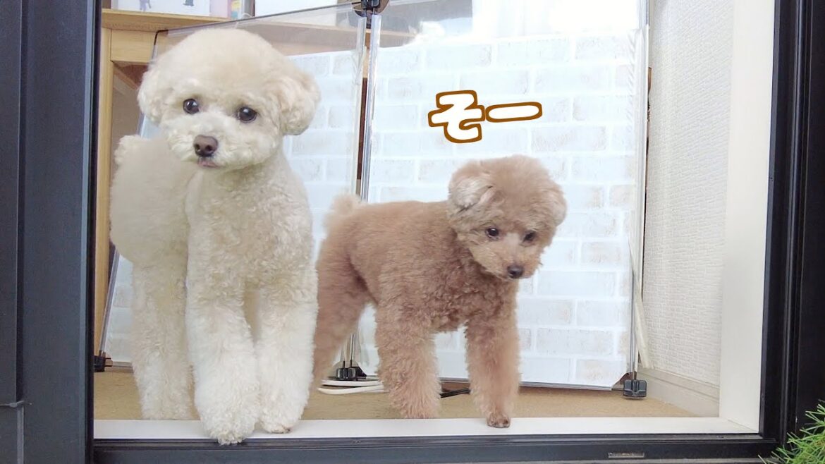 普段洗濯物に無関心な愛犬が自分の物が干されるとベランダに出て確認しようとする姿がこちら