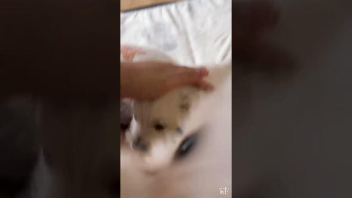 ウエストハイランドホワイトテリア ウェスティ♀