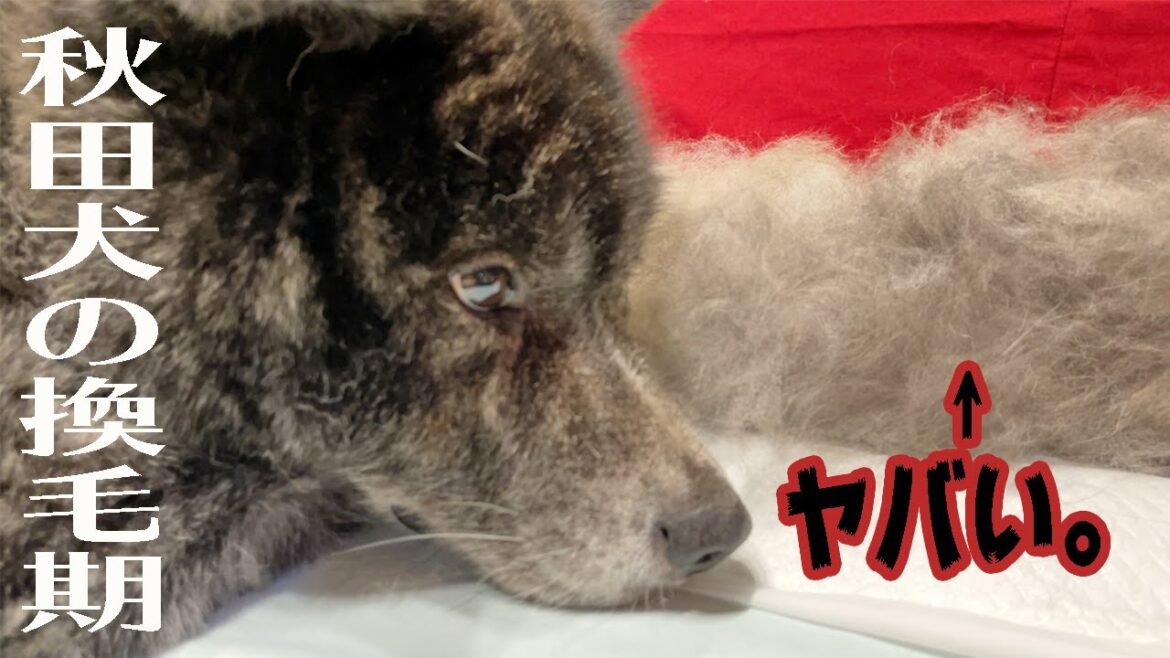 秋田犬の換毛期到来！５分ブラッシングしただけなのにヤバすぎた【大型犬】【akita dog】