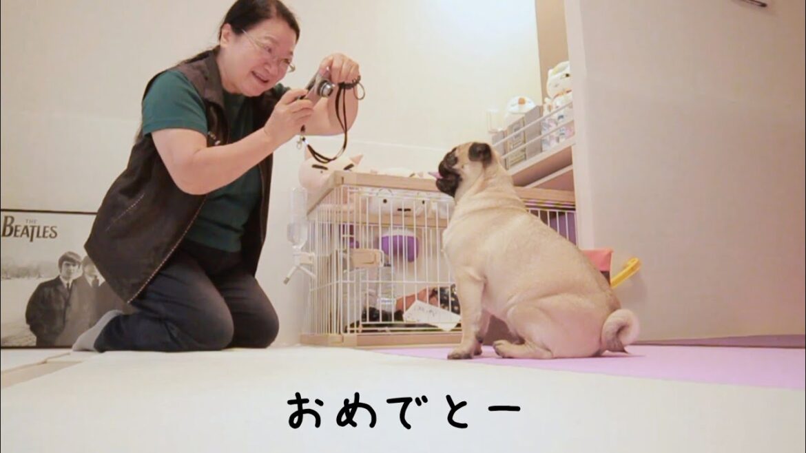 パグの1歳の誕生日をドラえもんみたいな俺の母が祝いに来たWWWWWWWW