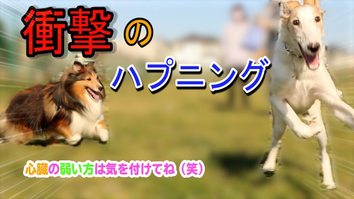【閲覧注意、衝撃ハプニング映像】大型犬ボルゾイのかわいい子犬がドッグランで大はしゃぎ！！興奮しすぎて・・・（笑）