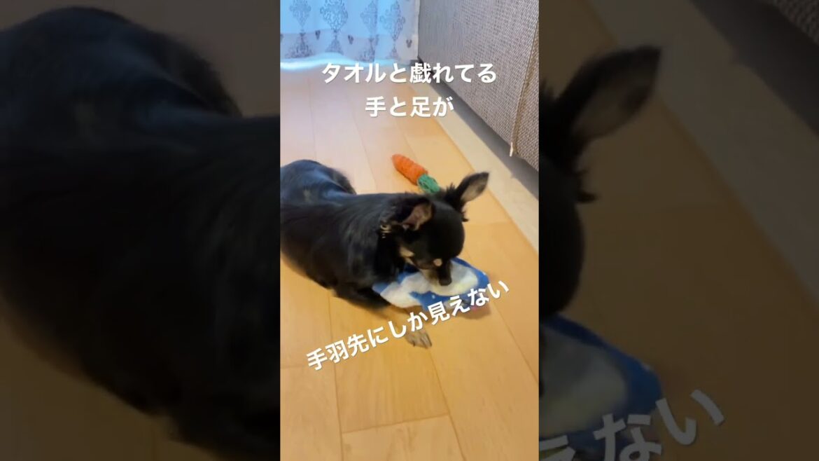 かわいい犬|ロングコートチワワのウルくん【タオルと戯れてるチワワの手足があれにしか見えない】