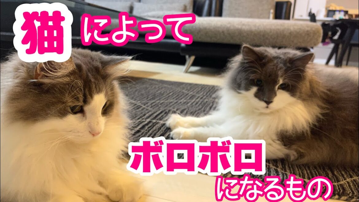 【ノルウェージャンフォレストキャット】掃除も家事も遊びと勘違いする猫!全然はかどらない〜疲れる〜💦 【ノルウェージャンフォレストキャット】掃除も家事も遊びと勘違いする猫!全然はかどらない〜疲れる〜💦
