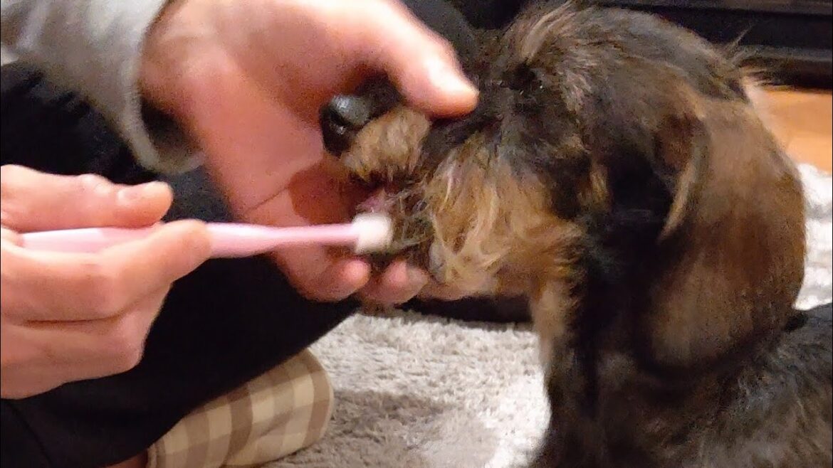 ワイヤーへアードミニチュアダックス麓