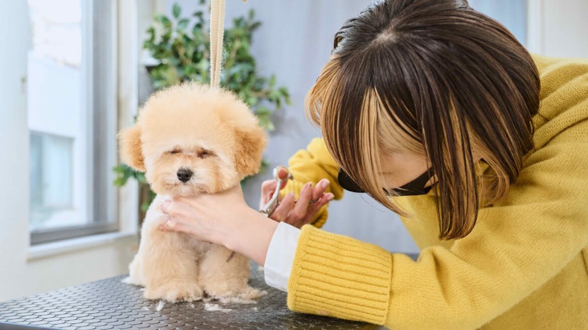 モコモコなトイプードルの子犬をトリミングしたいけど、寝てしまいました