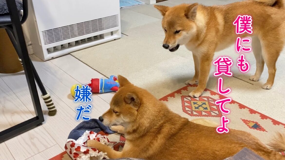 おもちゃが欲しくて喋って訴える柴犬が可愛い
