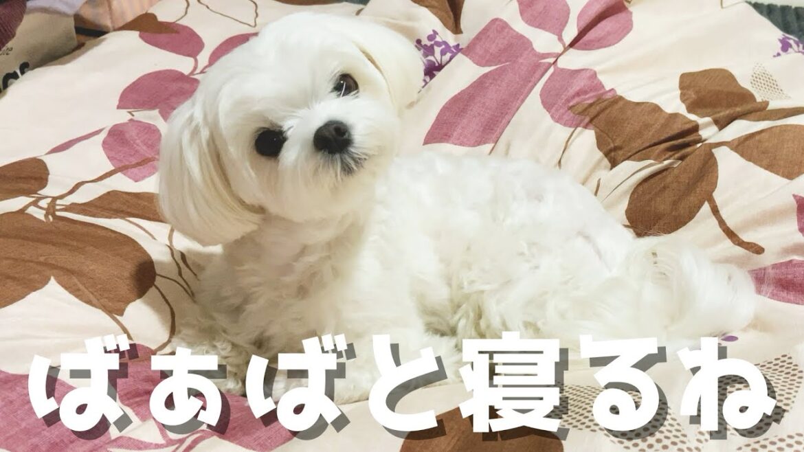 愛犬がなぜか一緒に寝てくれなくなりました…【マルチーズ】