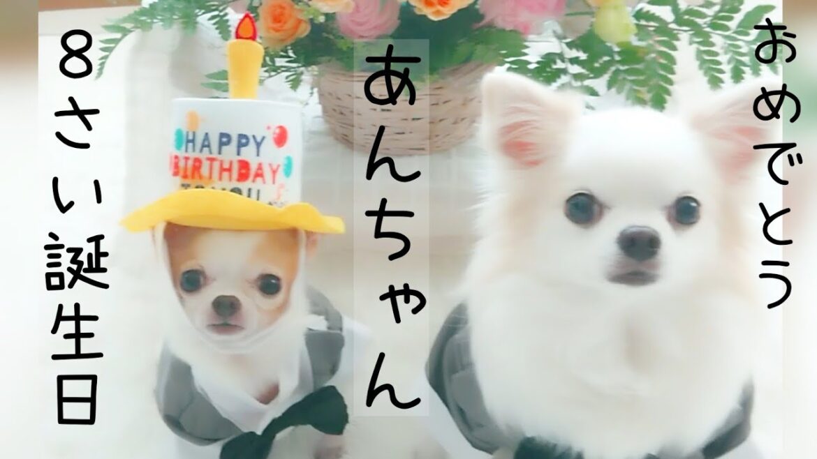 小さなスムースコートチワワHappy Birthday Angelo あんちゃん８歳お誕生日    #Shorts