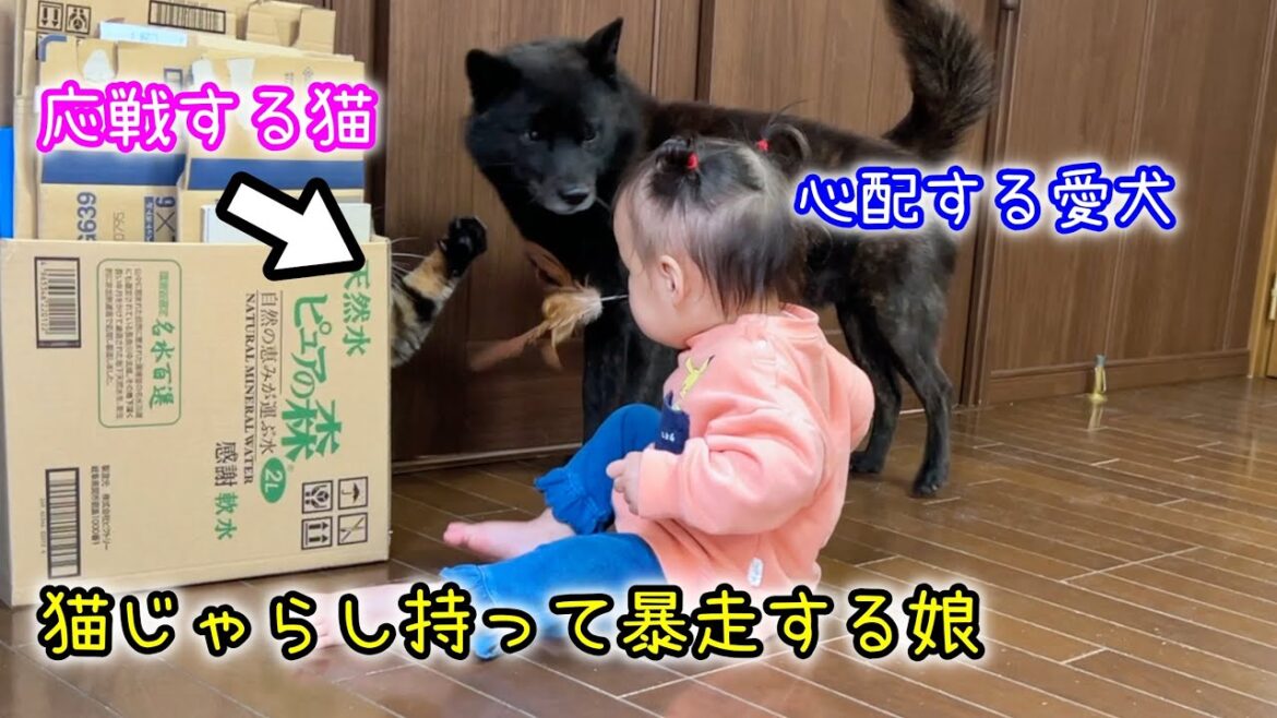 娘に猫じゃらし持たせたらこうなった・・・【甲斐犬一休と猫のしずく】