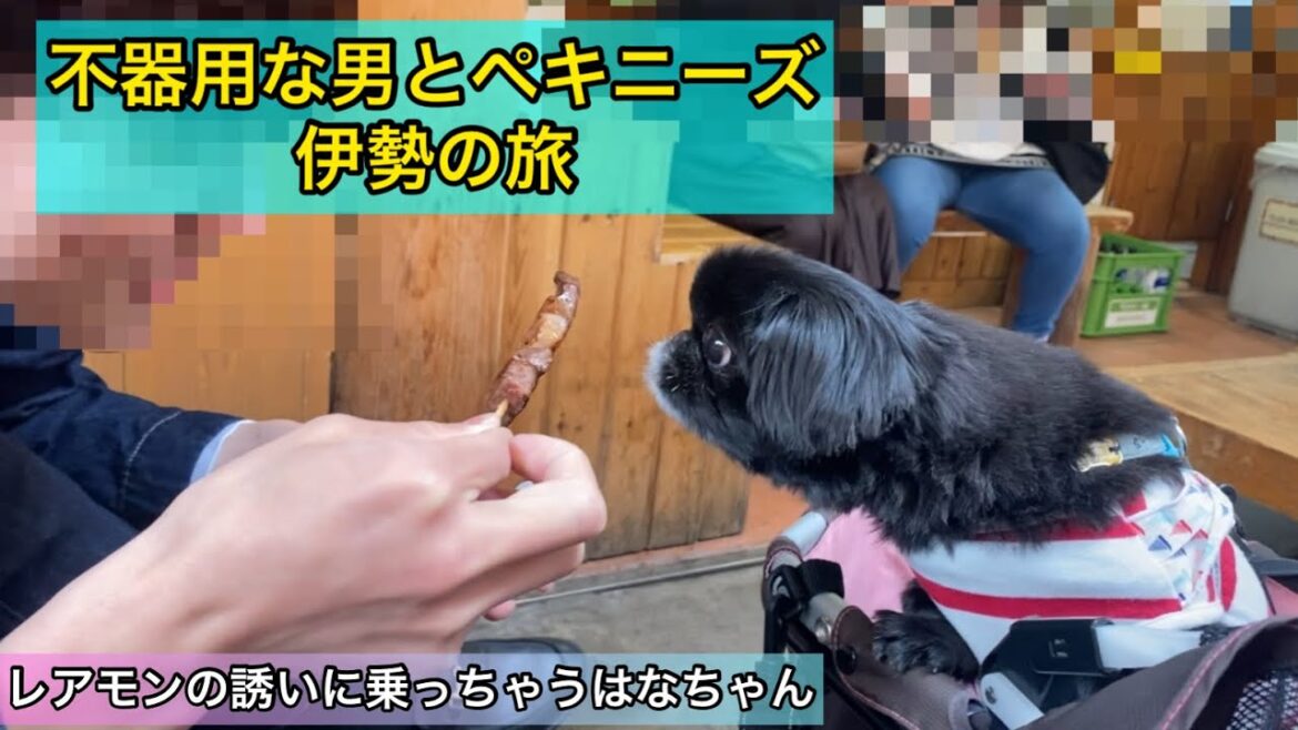 【仲が悪い不器用な男とペキニーズ】旅をする｜伊勢おかげ横丁とおはらい通り#dog #peki #いぬ #犬のいる暮らし#保護犬 #いぬすたぐらむ