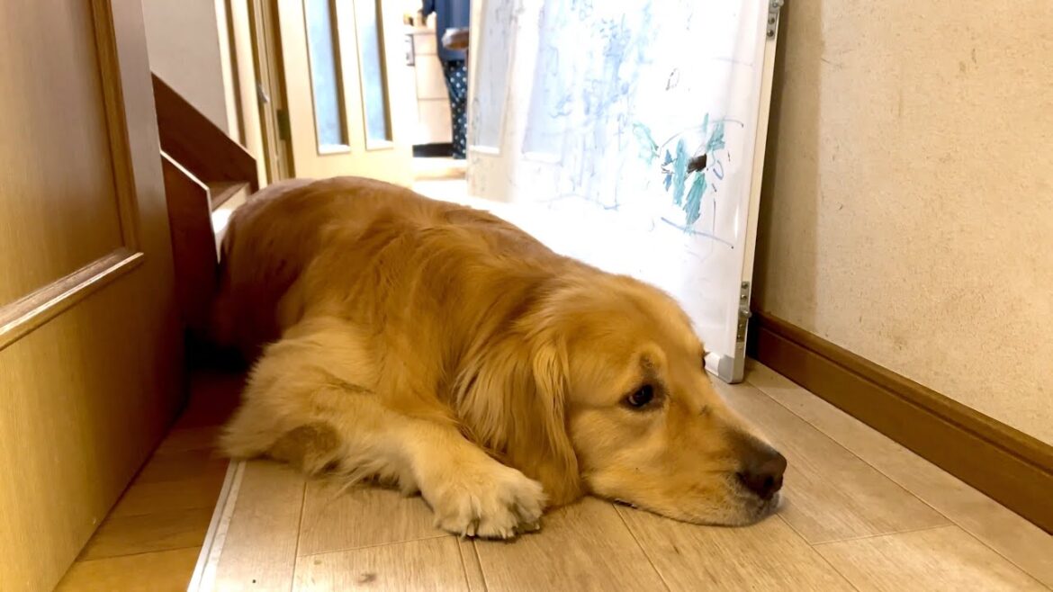 姉が起きるのを待つ愛犬が、健気すぎる