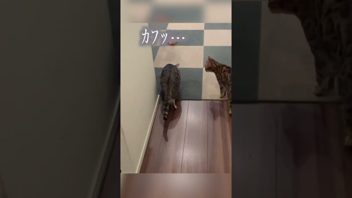 興奮しすぎておやつを吸い込んでむせる猫　#ベンガル #ルトロゼ #猫