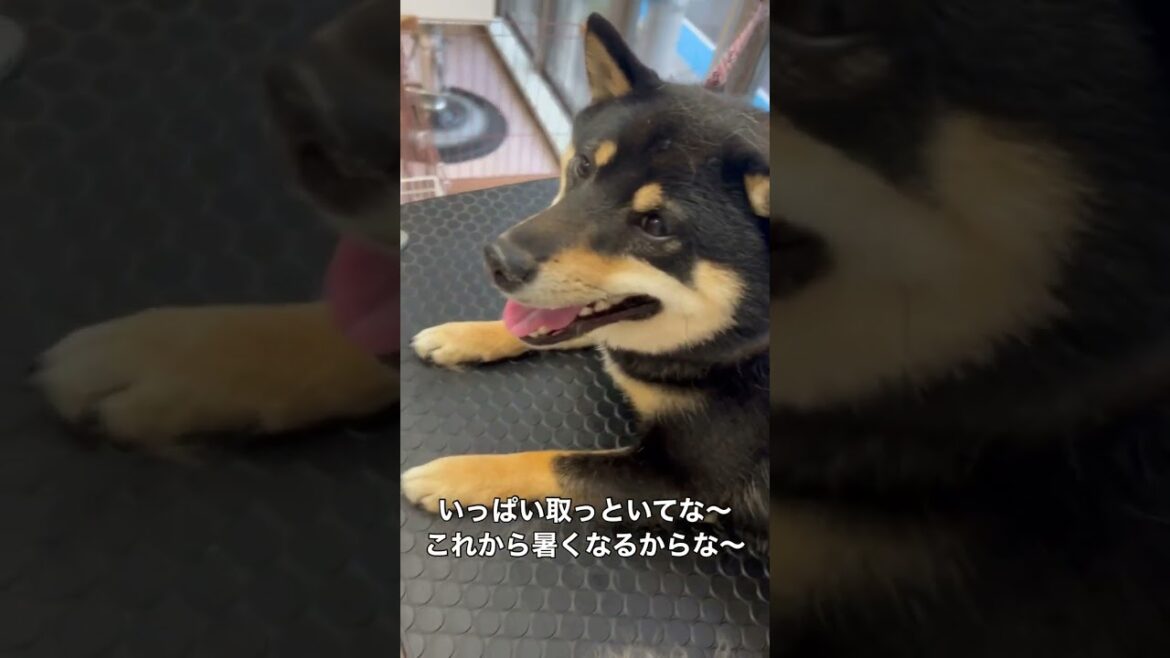 くつろぎ過ぎる姿がかわいい🐶　#トリミング #動物 #犬 #ペット #shorts ＃柴犬　#動物病院