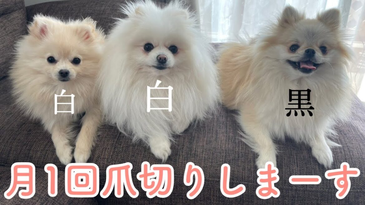 我が家の3姉妹ポメラニアンのスペシャル爪切り初公開！