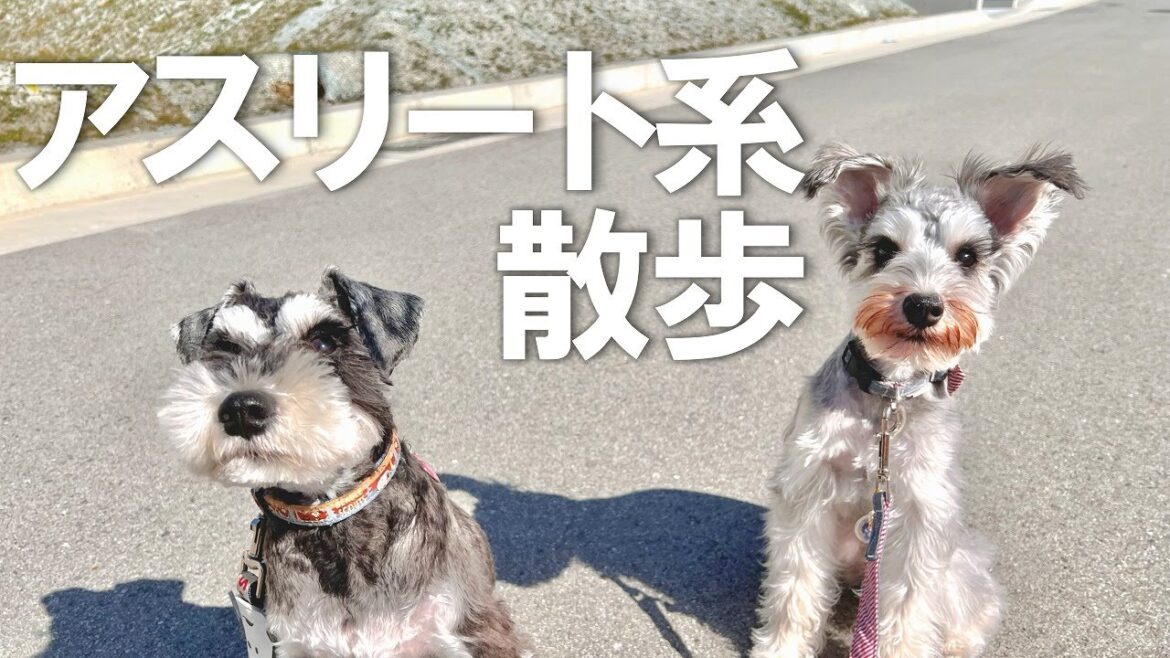 毎日のお散歩が坂道トレーニングな兄妹シュナウザー【ミニシュナ多頭飼い】