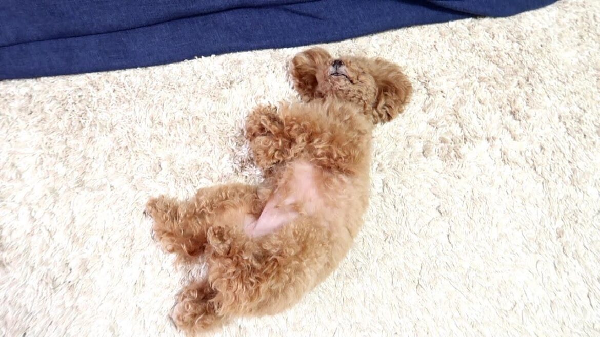 朝弱い犬が早起きを頑張ると意識を失ってしまう…【トイプードルのコロン】