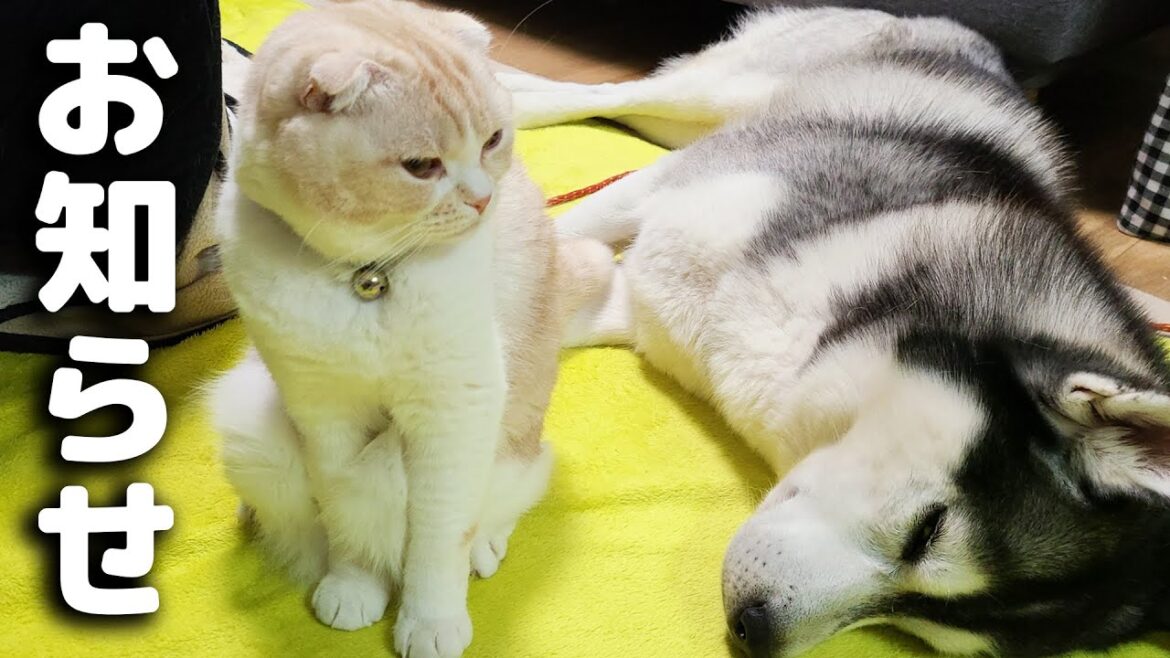 大事なお知らせがあります...