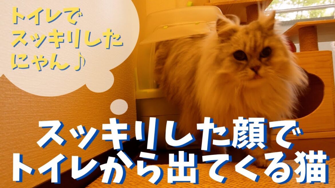 スッキリした顔でトイレから出てくる猫｜ラガマフィンのラガさん