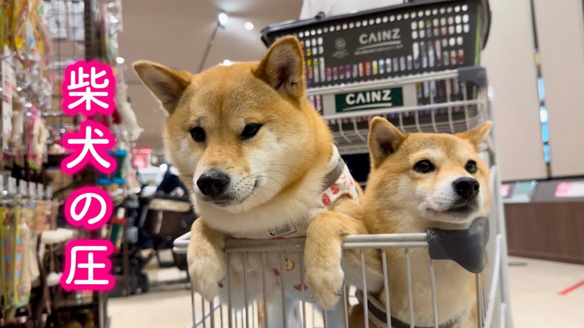 ペットコーナーに入ったとたん身を乗り出しておもちゃを選び始める柴犬が可愛い