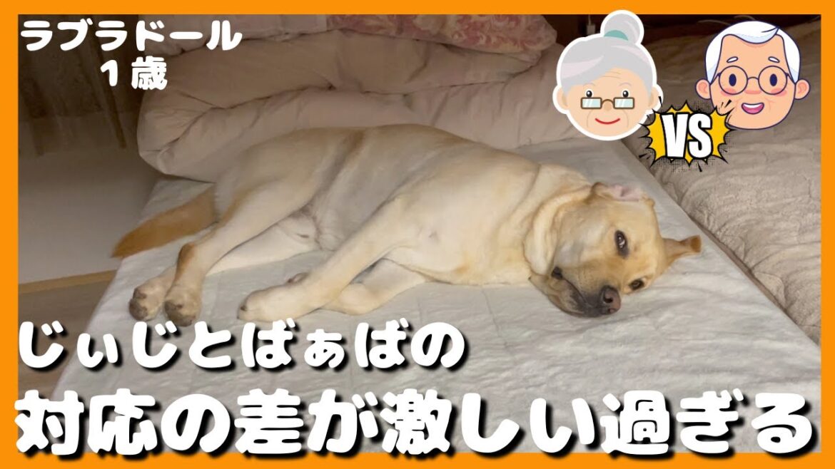 【ラブラドールレトリーバー】じぃじvsばぁば　対応の差が激し過ぎる大型犬１歳