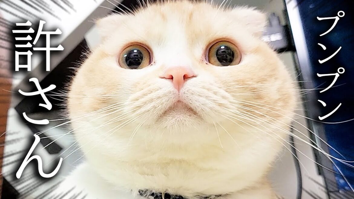 大好きなストーブを片付けたら猫と犬が怒ってこうなりました…汗 大好きなストーブを片付けたら猫と犬が怒ってこうなりました...汗