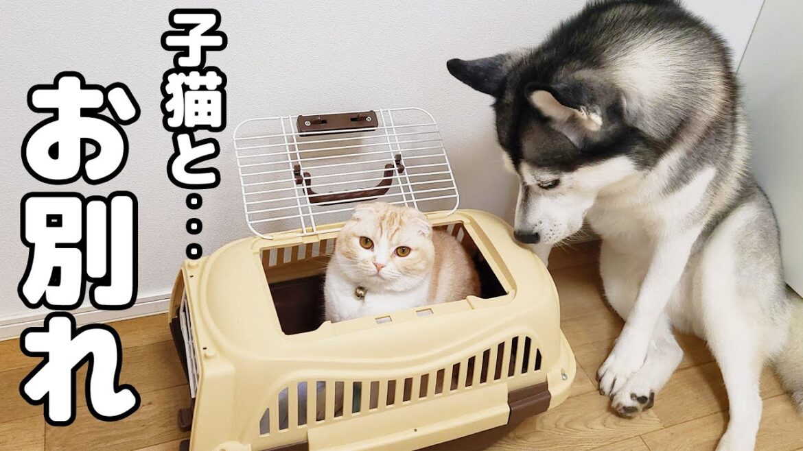 入院当日、子猫とお別れにハスキー犬達が泣き出しちゃいました...