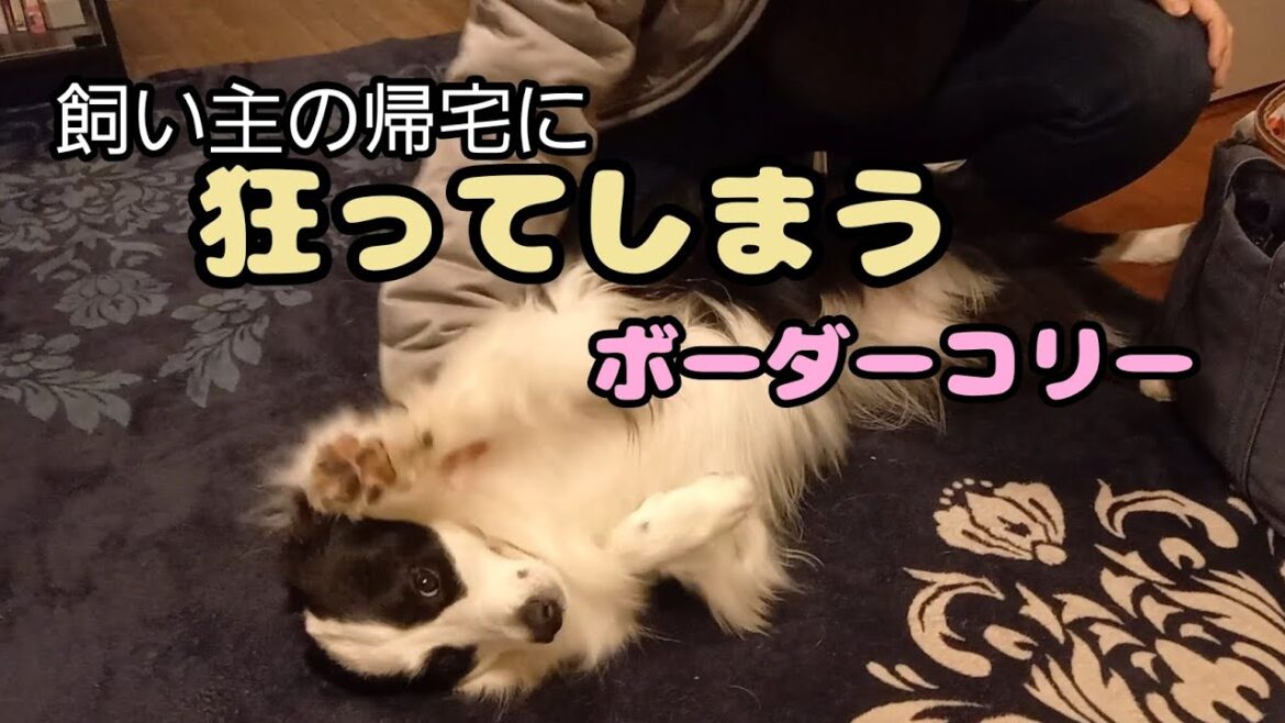 飼い主の帰宅に狂ってしまうボーダーコリー