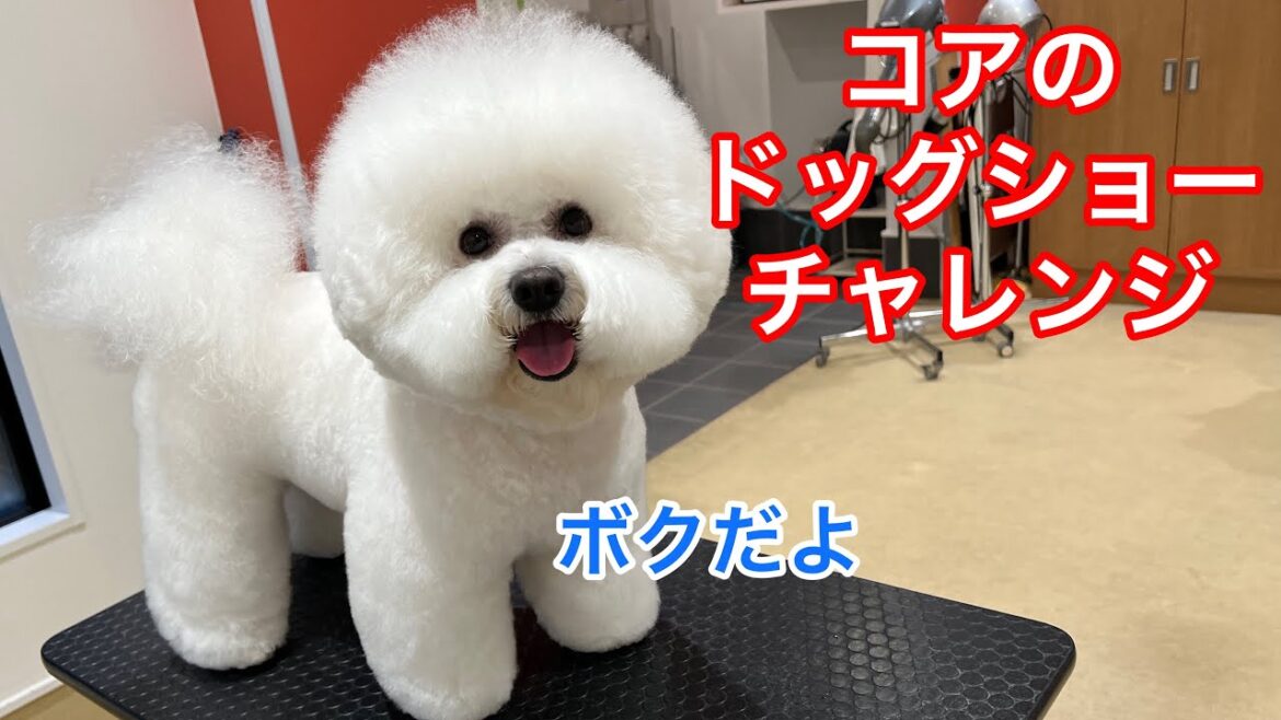 ビションフリーゼ三姉妹の次女ロコの愛息子コアの挑戦‼️‼️