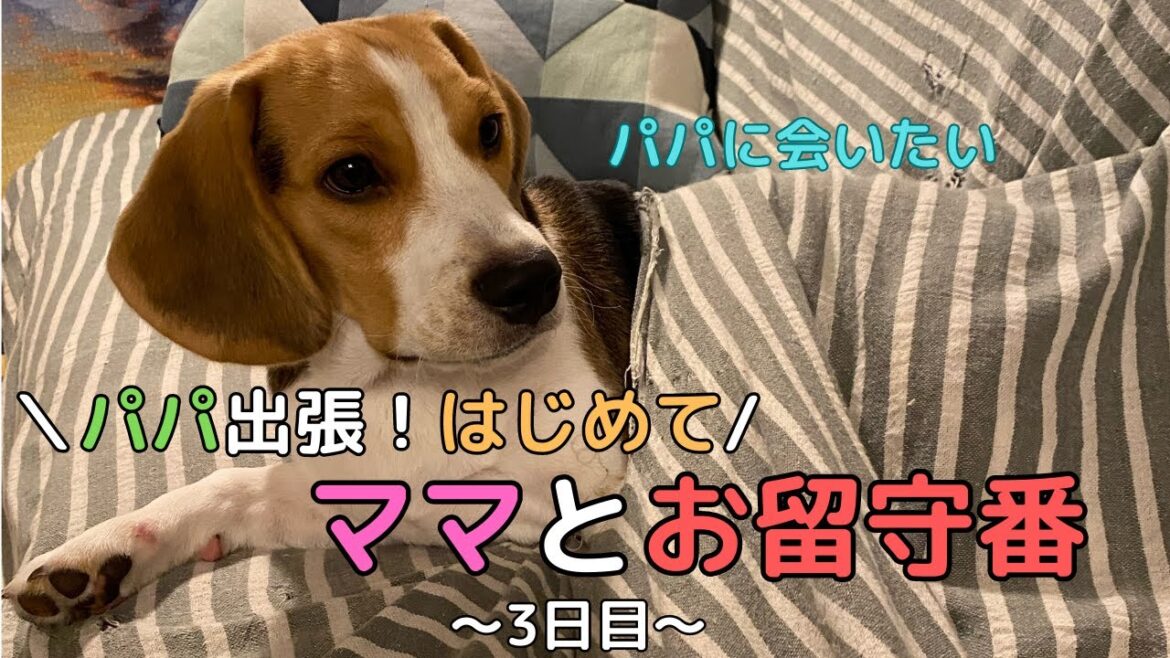 【ビーグル犬 子犬】はじめての2泊3日ママと僕でのお留守番記録〜3日目〜 【ビーグル犬 子犬】はじめての2泊3日ママと僕でのお留守番記録〜3日目〜