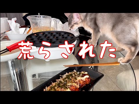 【癒し閲覧注意】たこ焼きパーティー荒らしの1日❣️【ソマリ】 【癒し閲覧注意】たこ焼きパーティー荒らしの1日❣️【ソマリ】