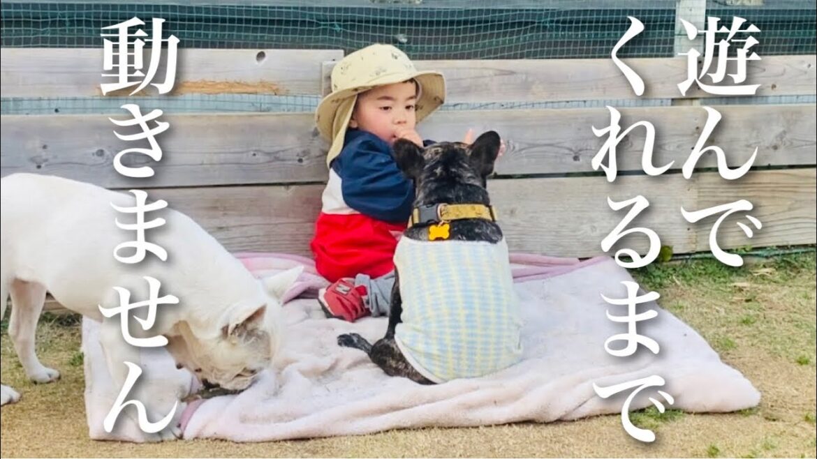 子供に遊んで欲しすぎて1歩も動かなくなったフレンチブルドッグ