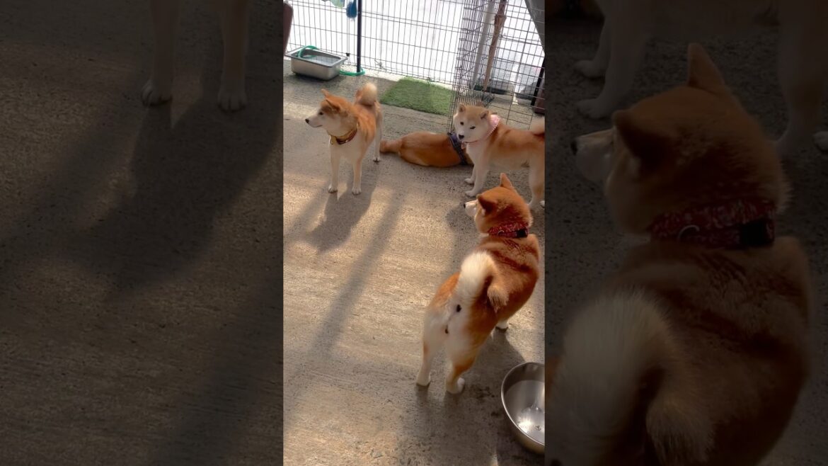 柴犬まみれで画面ほぼ女の子で可愛い！ #shorts #柴犬