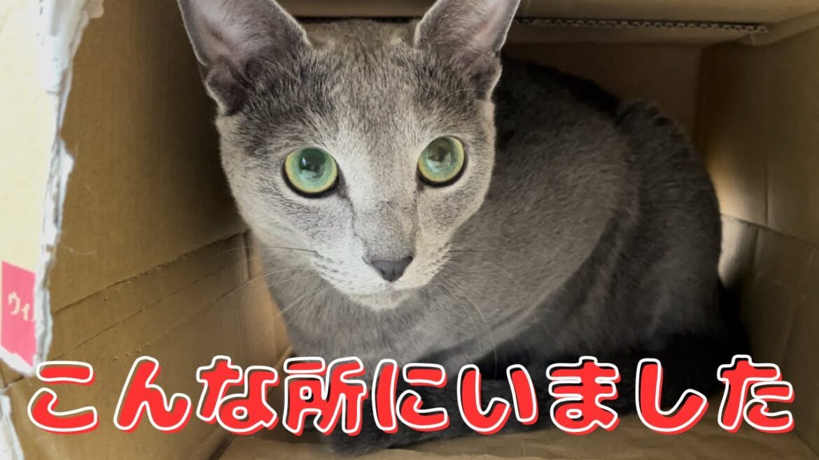 その後の猫パンチが優しすぎて癒されるｗ【ロシアンブルー】