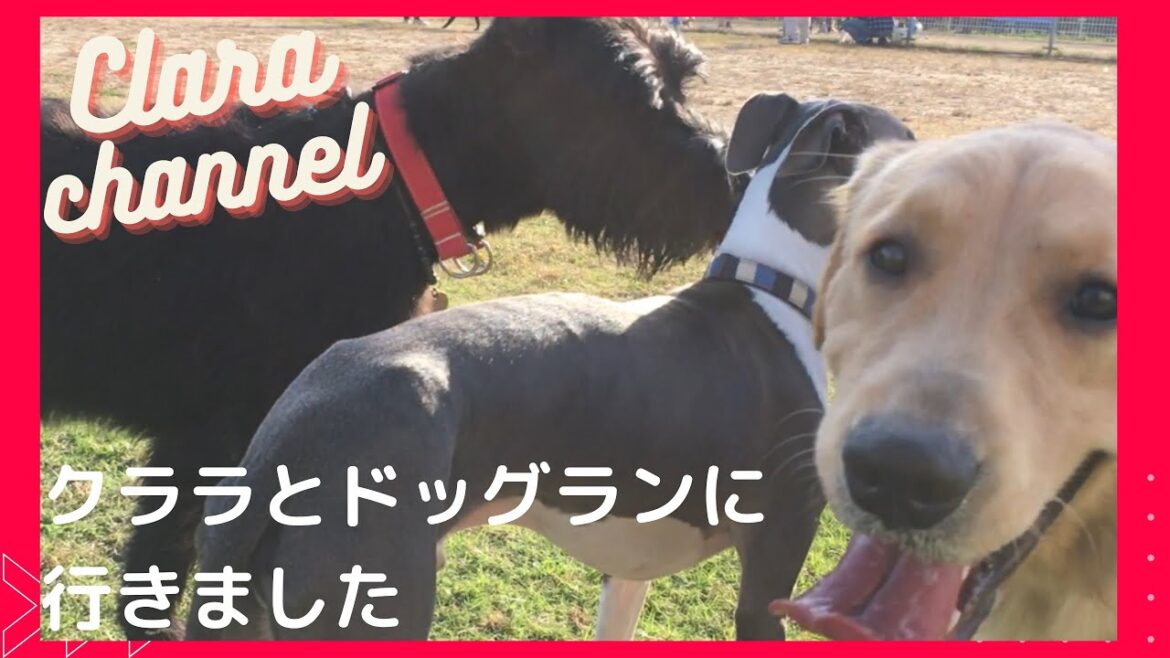 【ジャイアントシュナウザー】クララとドッグランに行きました(giant schnauzer)I went to Clara and Dog Run (giant schnauzer)大型犬