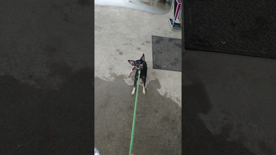 ミニピンと飼い主と病院と