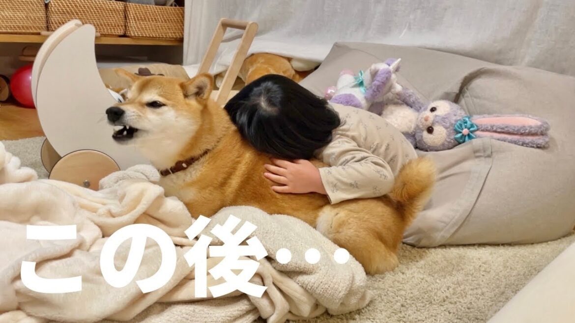 娘の結婚相手をシバきはじめる柴犬 娘の結婚相手をシバきはじめる柴犬