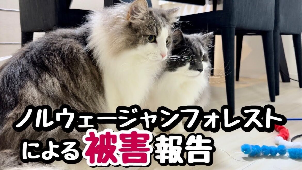 猫ノルウェージャンフォレスト飼うと『被害を受ける1位』じゃーん!見事にやられた💦 猫ノルウェージャンフォレスト飼うと『被害を受ける1位』じゃーん!見事にやられた💦