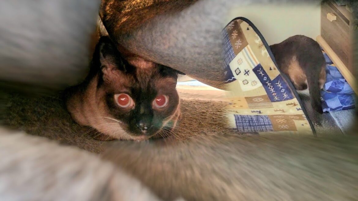 人が来てカーペットの下にモグラのように慌ててもぐるシャム猫🧸
