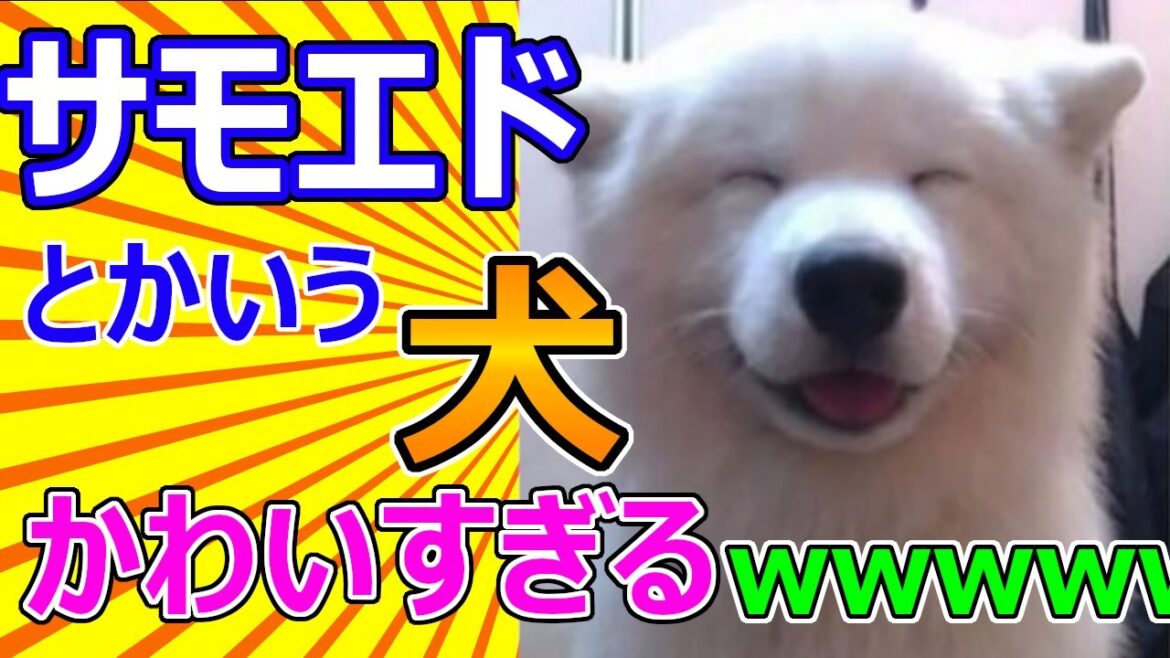 【2ch動物スレ】サモエドとかいう犬、かわいすぎる
